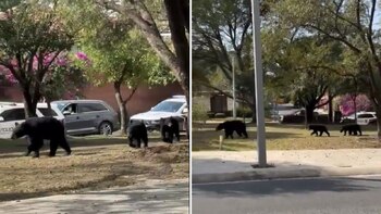 Los osos negros se han