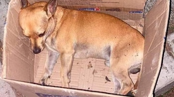 Asesino en serie de mascotas