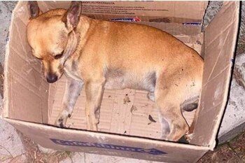 Los animales son envenenados por