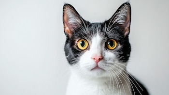 Cada 20 de febrero se