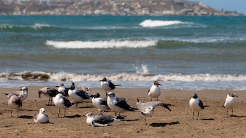 Cómo el cambio climático impacta en la población de aves en la Antártida: la advertencia de un estudio