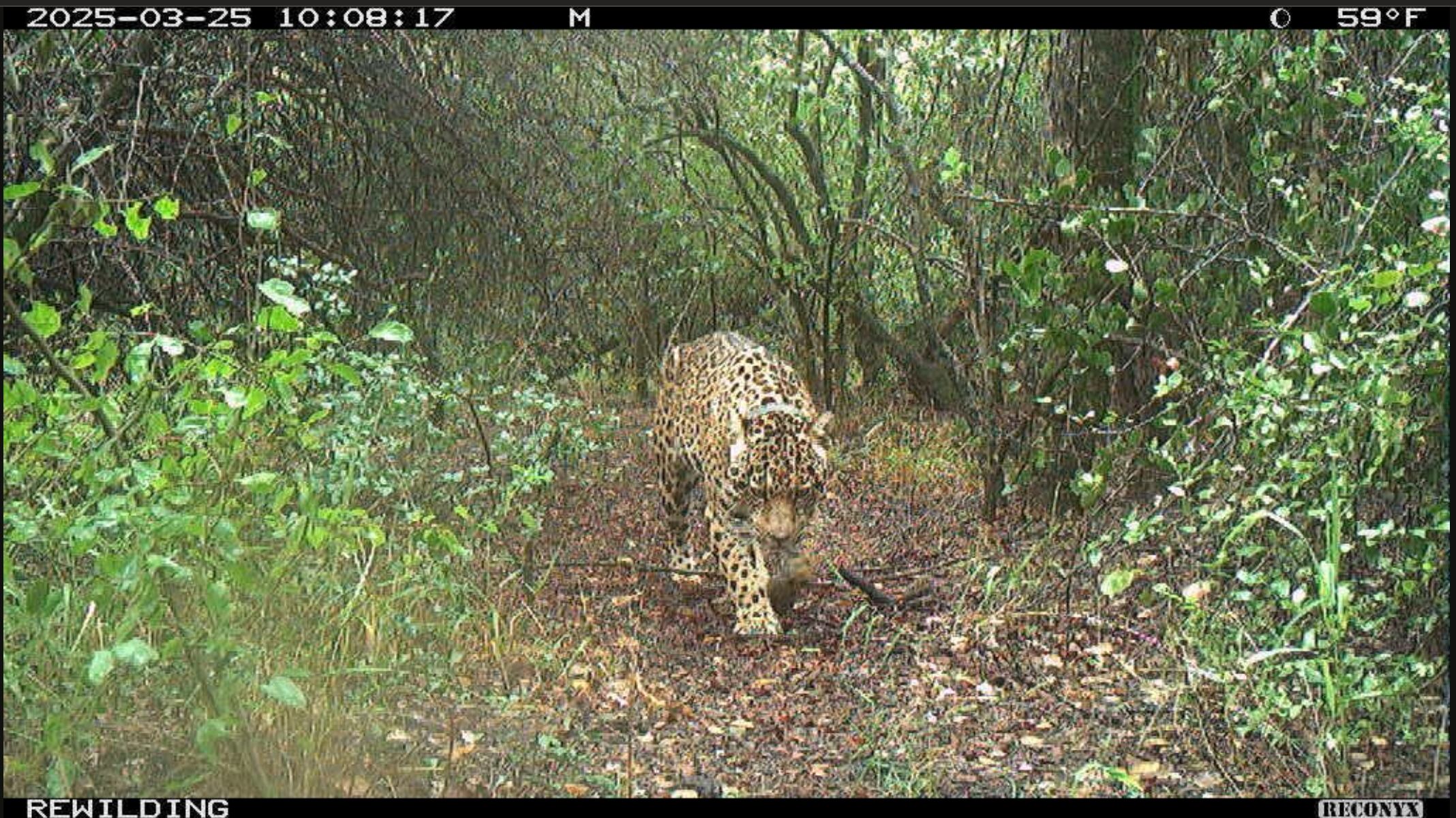 Una de las primeras imágenes de Acaí en libertad, antes de su desaparición