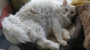 El gato encontrado en la calle es reclamado por otra familia