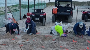 Marinos, científicos y pescadores se unen para proteger a tortugas en playas de Tamaulipas