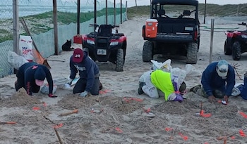 Cuatro personas arrodilladas en la arena, trabajando junto a pequeños montículos y marcadores. Al fondo, vehículos todoterreno, una valla y el océano