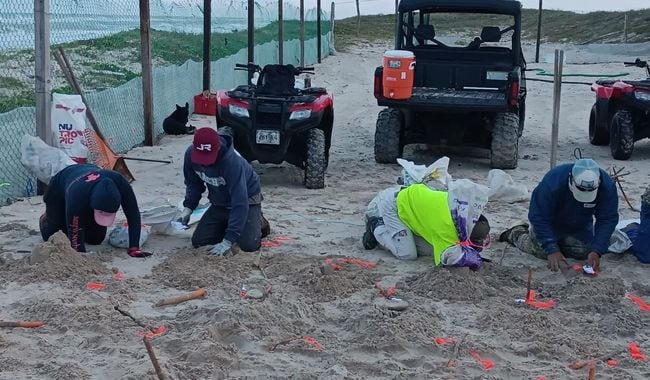 Personal especializado trabaja en la playa de Tamaulipas para proteger los nidos de tortuga marina durante su temporada de anidación, asegurando la supervivencia de las crías.