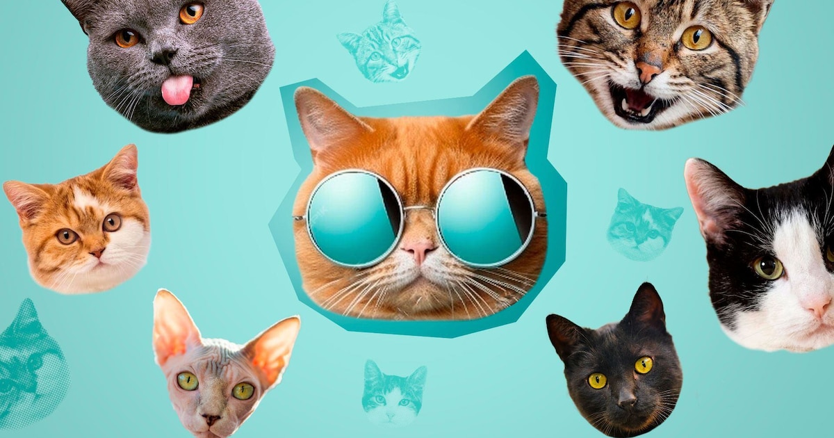 Descubre el mundo de los Tiffanie: historia, comportamiento y cuidados para una vida feliz