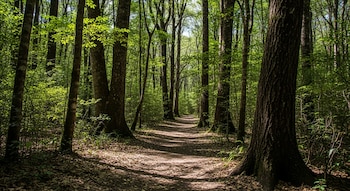 Un sendero de tierra serpentea por un bosque denso con árboles altos y follaje verde, bajo un cielo visible y luz solar filtrada creando sombras en el camino.