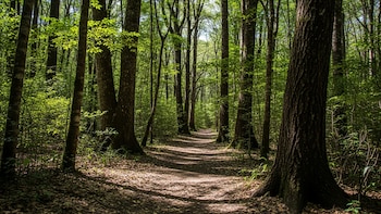 Un estudio detectó una señal preocupante en los bosques: están perdiendo una función clave para el clima