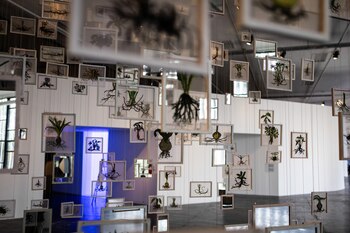 Oblivious to Oblivion, 2017, de