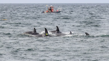 Cámaras y micrófonos captan cómo