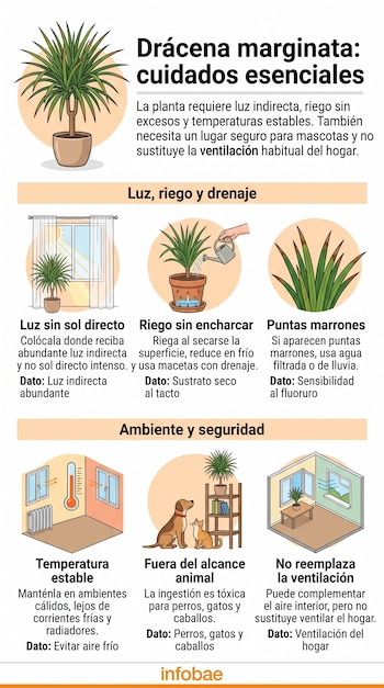 Infografía explicativa con textos e ilustraciones sobre el riego, la luz y las condiciones ambientales para una planta Drácena marginata.