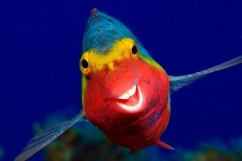 'Sonriente' (Smiley), de Arthur Telle