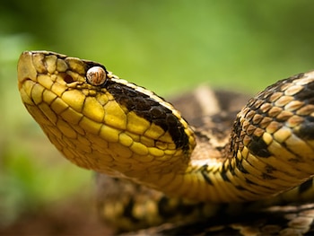 Primer plano de la cabeza y parte del cuerpo de una serpiente con escamas amarillas y patrones oscuros, y un ojo visible, sobre fondo verde