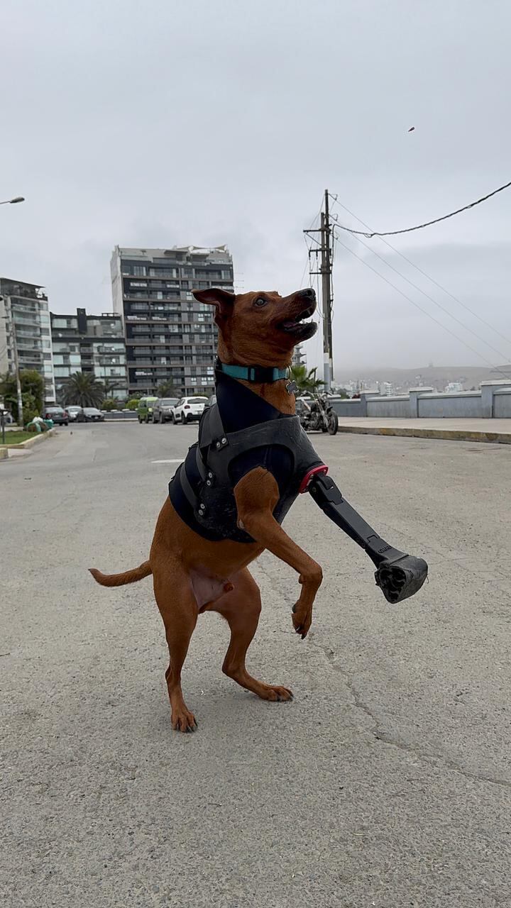 Jóvenes bioingenieros desarrollan soluciones accesibles para animales amputados. Foto: News Trujillo