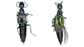 La Konradus trescrucensis mide entre