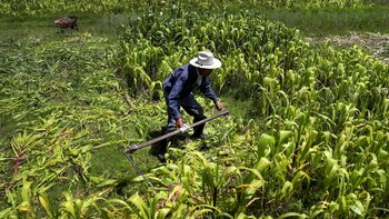 AMLO tratará polémica sobre maíz