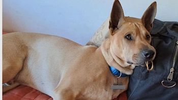 El insólito incidente que sufrió