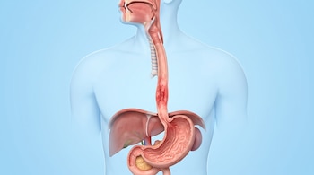 Ilustración médica de un torso con corte anatómico del esófago enrojecido, la faringe, el estómago y el hígado sobre fondo celeste.