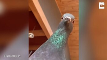 11/03/2021 Una paloma reacciona al