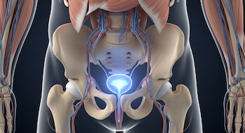 Ilustración 3D del torso humano mostrando el área pélvica con huesos, músculos y vasos. La vejiga urinaria central brilla en azul brillante.