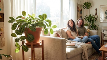 Se llama planta rezadora, mueve sus hojas sola y es la tendencia de decoración más buscada este año en México