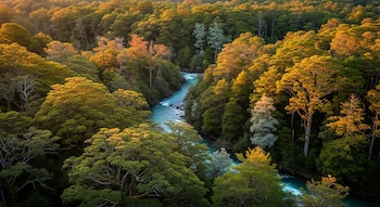Bosque denso de árboles con follaje verde y rojizo. Río azul verdoso serpentea en el centro. Copas de árboles iluminadas por luz dorada del atardecer.