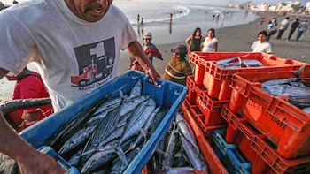 Este es el Plan de Emergencia del Produce para proteger a la pesca frente al fenómeno El Niño