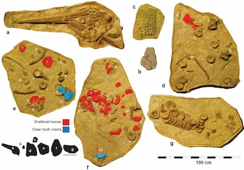 Siete fragmentos fósiles de Tomozaurus, con un esqueleto, huesos dispersos, marcas dentales y una leyenda. Siete diagramas en negro y una escala de 100 cm