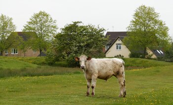 En el otoño convenció a