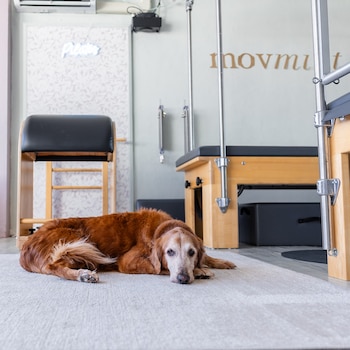 Un perro de pelaje dorado yace sobre una alfombra clara junto a máquinas y equipos de madera para pilates