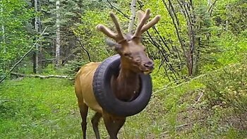 Alce con una rueda en