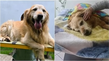 That was Lucky, little dog