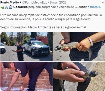 Cocodrilo bebé en marzo de