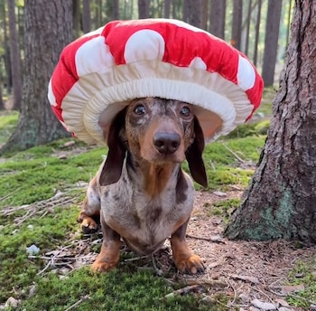 Halloween le dio a los perros salchicha una nueva oportunidad de conquistar las redes