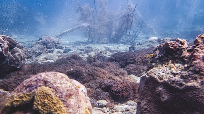 Por qué algunos corales están mejor muertos