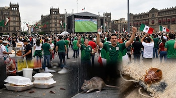 Composición de una multitud celebrando el Mundial en el Zócalo de CDMX y primeros planos de cucarachas, una rata y una chinche sobre un tejido.