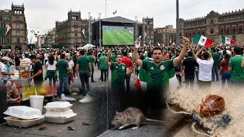 Chinches, ratas y cucarachas: las alimañas que invaden la CDMX durante eventos masivos
