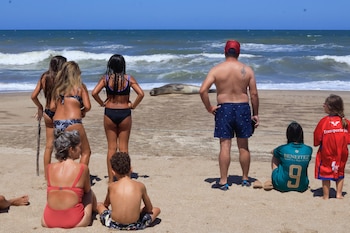 Los ejemplares captaron la atención