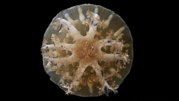 Una vista dorsal de la