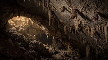 Cueva subterránea amplia con estalactitas y suelo rocoso, tres murciélagos colgados del techo irregular, luz amarillenta tenue desde una abertura.