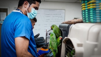 Una acción coordinada con el