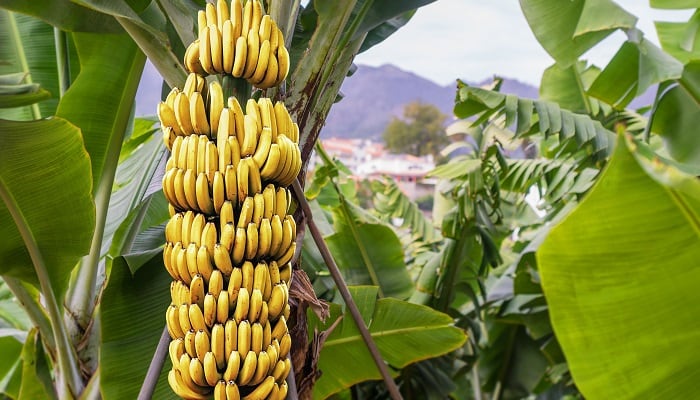 En 2024, el Magdalena fue un actor clave en la producción y exportación de banano colombiano, ya que representó ell 33.7% del total nacional exportado - crédito Portalfruticula.com