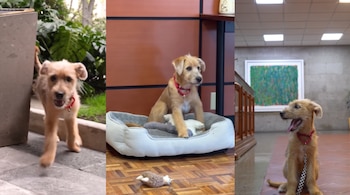 Tres fotografías de un perro pequeño de color marrón con collar rojo en un espacio exterior, sobre una cama gris y en un pasillo con azulejos.