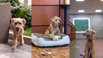 Él es Rollo, la mascota del bienestar emocional que adoptó el gobierno de Claudia Sheinbaum y que ahora vive en Palacio Nacional