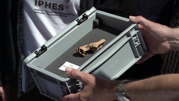 Descubren en España el fósil