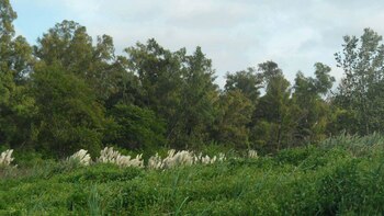 La Justicia habilitó al club