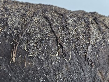 Junto a las piezas de