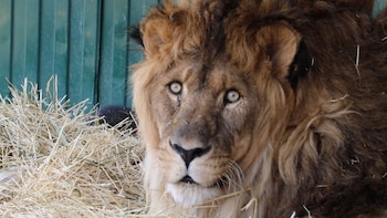 Rubén llegó a finales de
