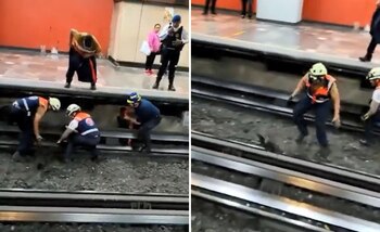 La gallina se les escapaba